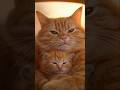 A Journey of Tears: The Chubby Cat’s Fate #shorts #trending #cat