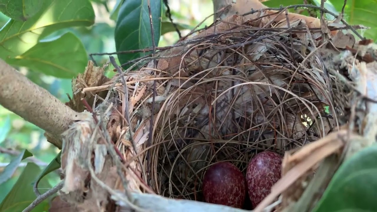 ចាបធ្វើសំបុកលើដើមសាម៉ាវ ក្នុងសំបុកមានពង2គ្រប់