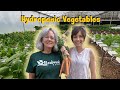 Hydroponic Vegetables | Carrots, Tomatoes, Peppers and More