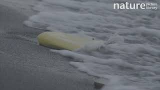 Waves breaking on marine plastic pollution washed up on the shore, Svalbard, Norway