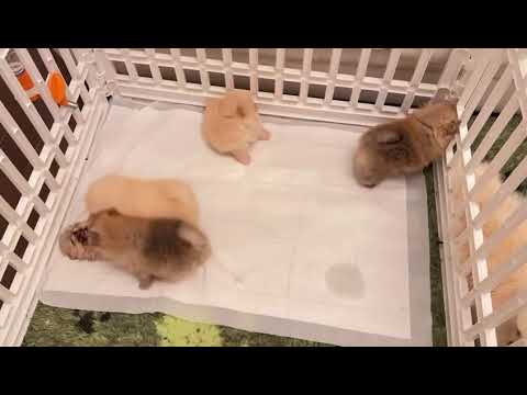 Pomeranian puppies don’t sleep — they play non-stop! #pomeranianpuppy