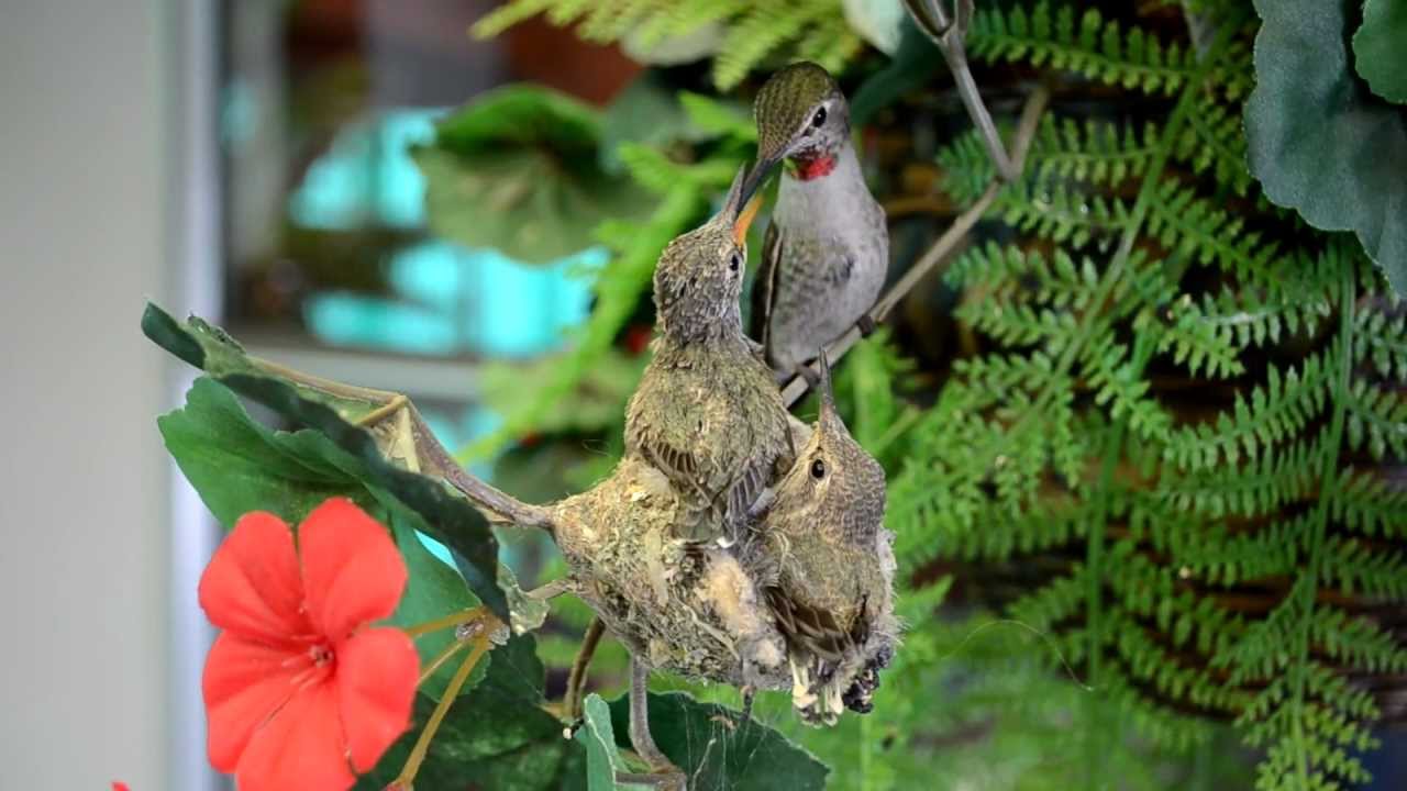The birth and growth of 2 hummingbirds - YouTube