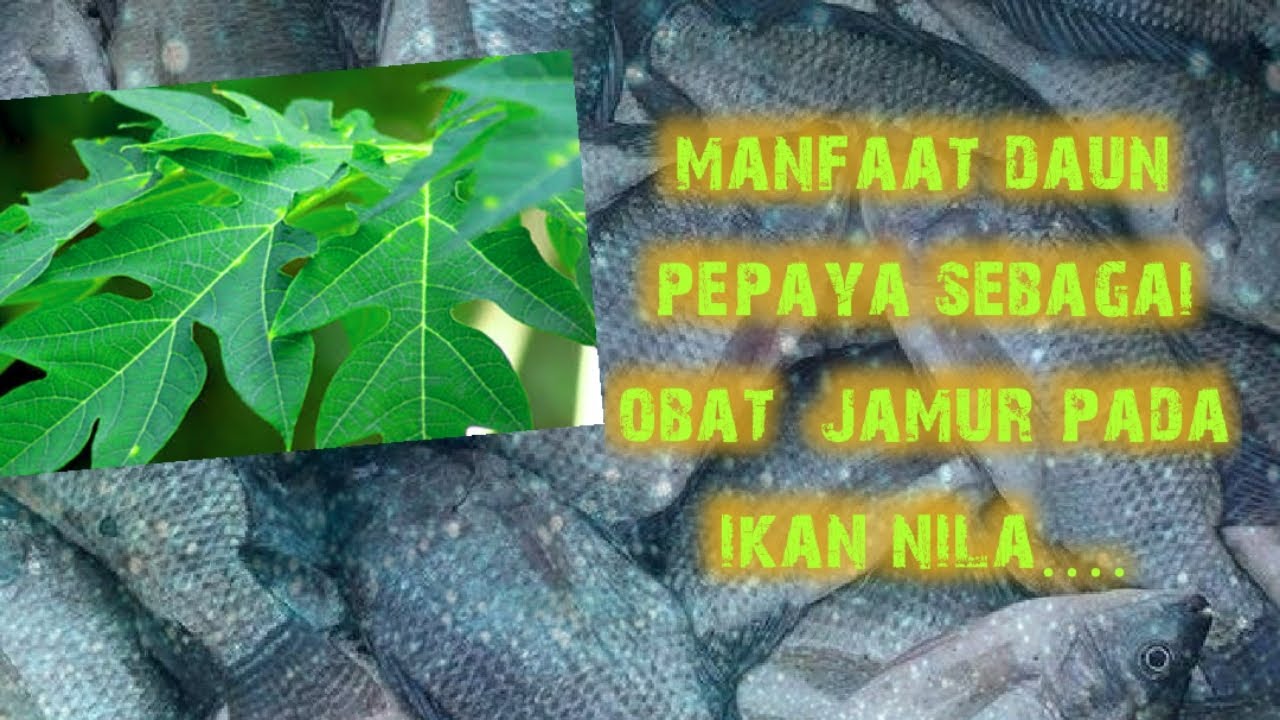 CARA MENGOBATI IKAN NILA YANG SAKIT ATAU TERKENA JAMUR...