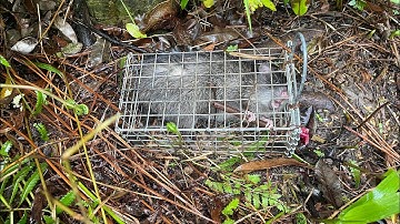 Đặt bẩy chuột cống nhum hàng xiêu khủng dùng bài mòi lúa trộn nầy thì không con cống nào thót được 