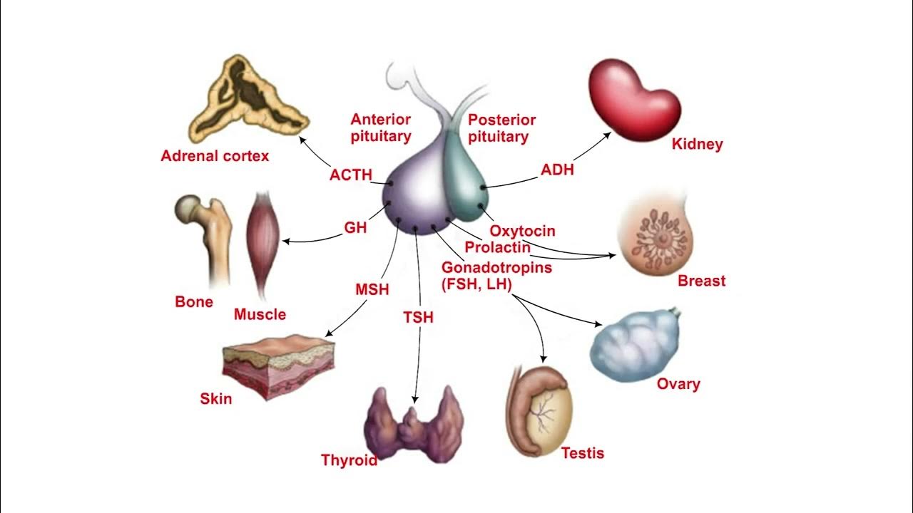 Гормоны гипофиза актг. Тропные гормоны гипофиза схема. Гормоны гипофиза рисунок. Гормоны гипофиза АКТГ СТГ.