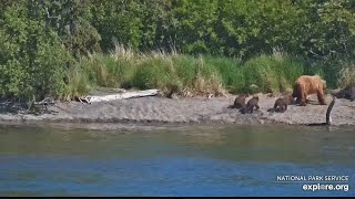OMG OMG More Triplet COY - 132 Returns with Cubbies! (explore.org KRV cam) 6.25.26