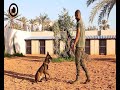 تدريب الكلاب البوليسية في ليبيا 