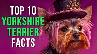 Top 10 Facts About Yorkshire Terriers: Prepare for CUTENESS OVERLOAD!