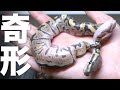 重度の奇形と神経障がいを持って産まれてきたヘビ