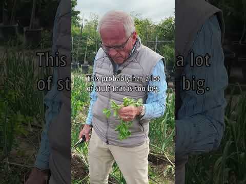 Video: Harvesting sellery: When And How To Harvest Selleri