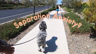 Daily walk with Grizzley Bear | Family Time | Ventureswithmia