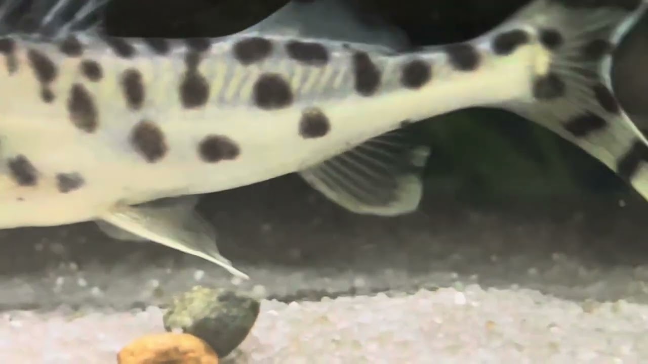 Bumblebee catfish care guide 