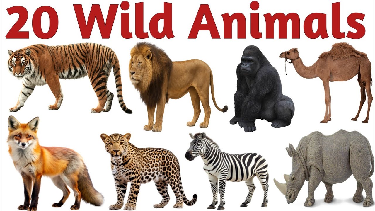 जंगली जानवरों के नाम | 20 Wild Animals for kids | Learn Animals | Names in English with Sounds & Fun