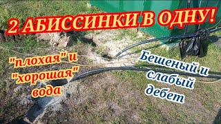 2 АБИССИНКИ В ОДНУ/В ПОИСКАХ ХОРОШЕЙ ВОДЫ/БЕШЕНАЯ АБИССИНКА 2 КУБА В ЧАС