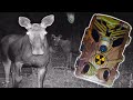 ☢️What was captured with camera traps in Chernobyl / Hidden Pripyat  life ☢️ Catching vandals