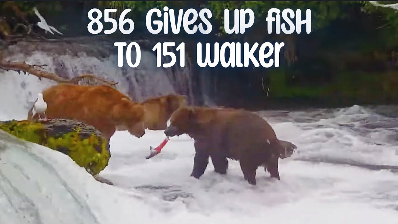 151 Walker & 856 ︎ Hierarchy Roles Have Changed ︎ Brooks Falls ︎ 7/25 ...