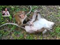 Amazing funny monkey in love in Angkor wat, funny monkey videos top funny monkey YouTube