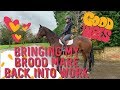 BRINGING MY BROOD MARE BACK INTO WORK | HORSE MAKE OVER | HACKETT EQUINE VLOG