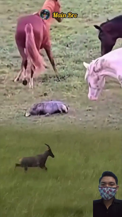 OH NO! PERSETERUAN KUDA DENGAN MUSANG #animals #shorts