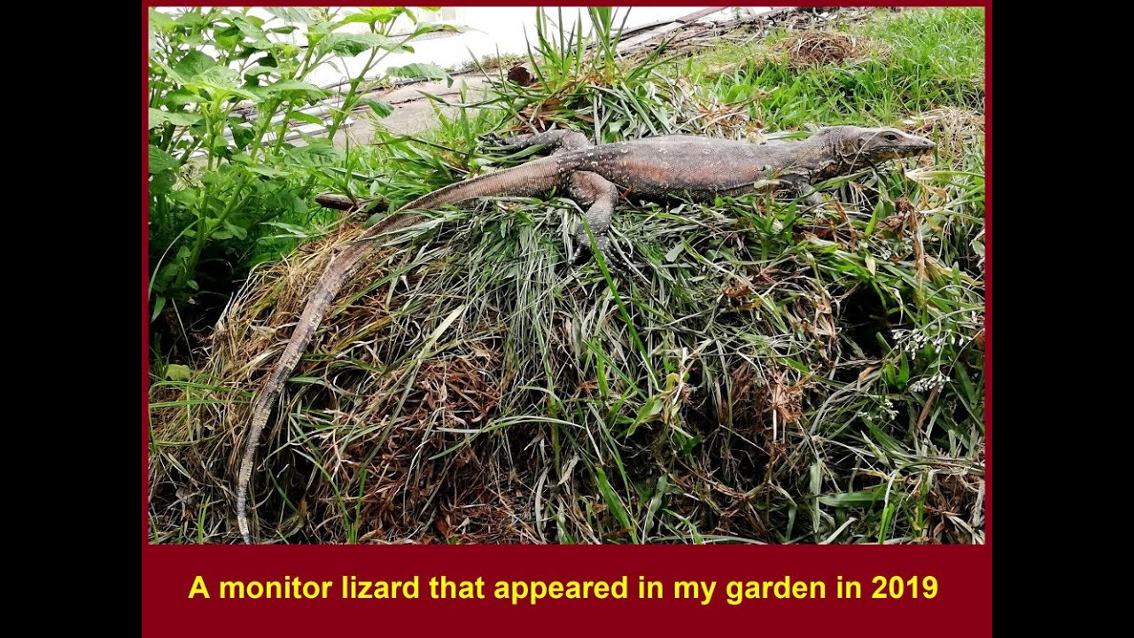 Malaysian Monitor Lizard 2019