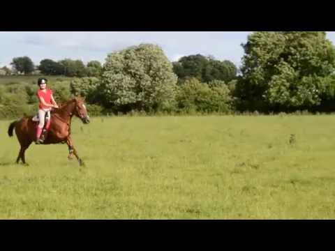 Thoroughbred gallop goes wrong