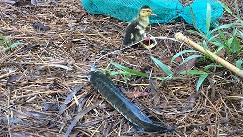 Câu Cá Lóc Bằng Vịt Con Và Những Pha Táp Hấp Dẫn, Cận Cảnh