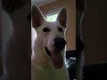 #whitegsd kickball or dog park