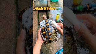 Scrub Time Redfoot Turtle