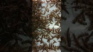 あまご釣りのエサ、きんばく