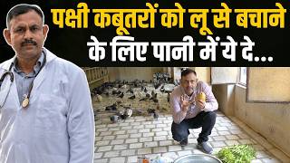 गर्मियों में पक्षी कबूतरों को लू से बचाने के लिए पीने के पानी में ये चीजें दे | Birds Pigeon