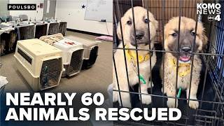 Nearly 60 animals rescued from 'deplorable' living conditions at Poulsbo home