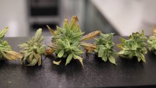 Bucking Marijuana with a Machine