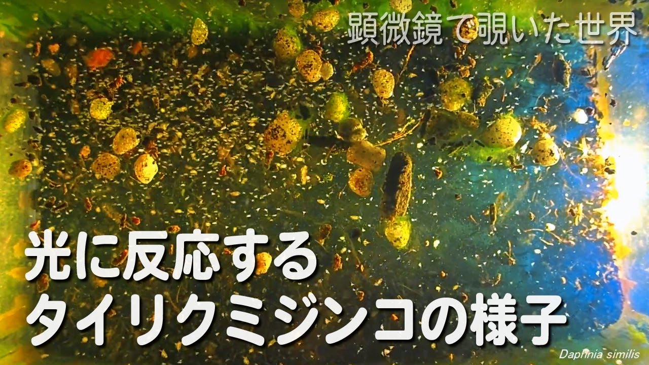 光に反応するタイリクミジンコ Daphnia Similis の様子 淡水のプランクトン 走光性 Youtube