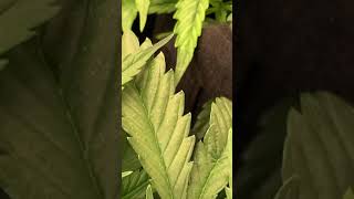 Week 5 update autoflower grow.