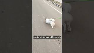 our own little alram clock⏰⏰🐶💖😇@shikshabari2064#newsong#trending#viral#doglife#like#explore#dogs