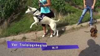 Hundetraining Leinenagression 2