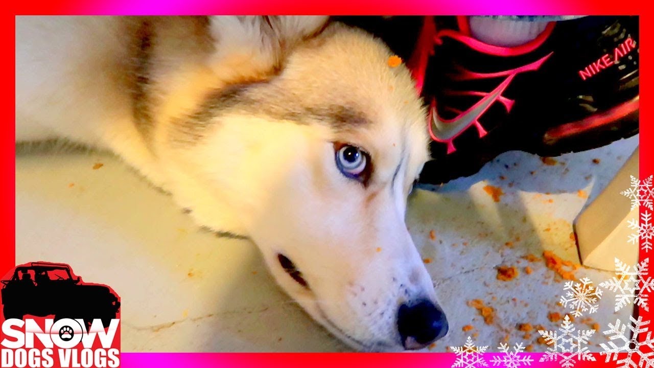 PUMPKIN ON YOUR FACE