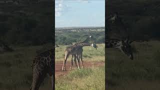 Witnessing Giraffe Battle, Serengeti, World Adventure Tours from Christopher T. 🦒