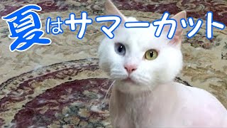 サマーカットにした猫 前編 メインクーン Youtube