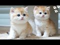 Golden British Shorthair | Cute And Adorable Cat Compilation |  Cutest Baby British kittens