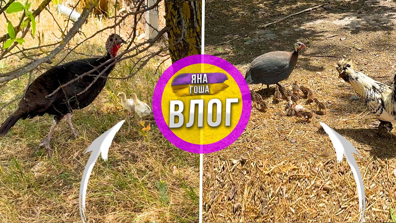 Не знаю что делать! Как быть!? Откуда эти цыплята? Цесарка и индюшка вывели цыплят! Бэбибум на ферме