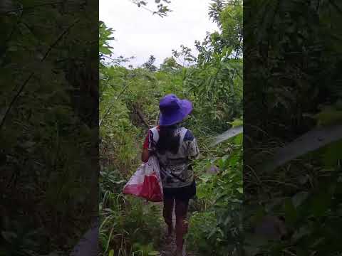 Let's go for a walk in the farm