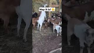 Sneaky Baby Goats Are Nursing Any Mom They Can Find