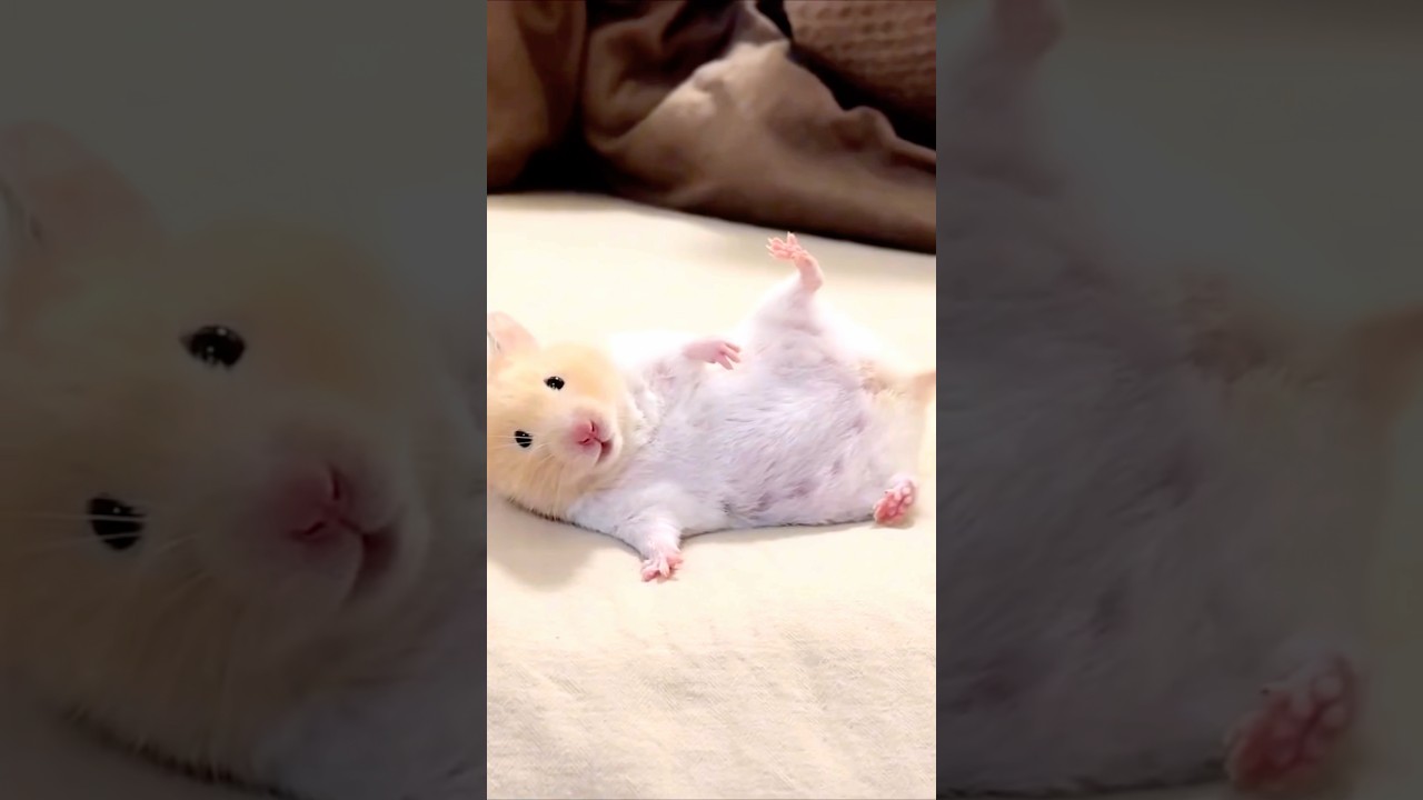 🐹 Hamsters giveaway 😨 #ytshorts #shortfeed #trendingshorts #viralshorts #pets #hamsters #telugu