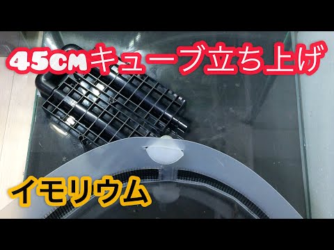 45cm【イモリウム立ち上げ】NO1 ろ過システムと水換えシステム作り