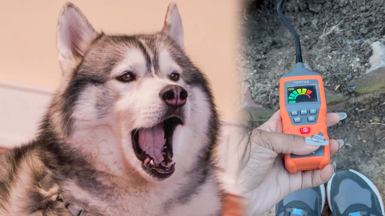 Kobe the Hero: How One Dog’s Instincts Prevented a Deadly Gas Explosion ...