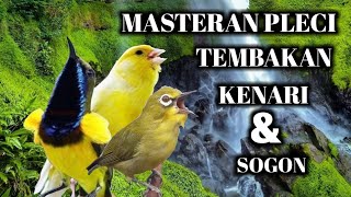 MASTERAN TERAPI PLECI NEMBAK KENARI DAN SOGON-MUDAH DIINGAT COCOK UNTUK PLECI BAHAN