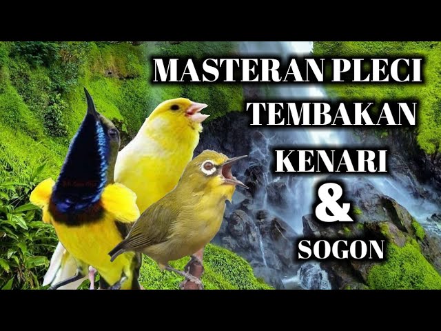 MASTERAN TERAPI PLECI NEMBAK KENARI DAN SOGON-MUDAH DIINGAT COCOK UNTUK PLECI BAHAN class=