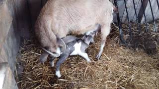 Chevre Alpine Avec Son Premier Bebe Chevreau Youtube