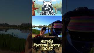 Ахтуба Русский Осетр  #рр4 #carpfishing #rf4 #fishing #rr4 #точкиклева #рыба #рыбалка